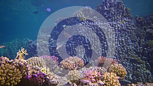 Underwater landscape of coral biocenosis with tropical fish on a reef in the Red Sea, still video