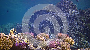 Underwater landscape of coral biocenosis with tropical fish on a reef in the Red Sea, still video