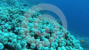 Underwater landscape, coral reef biocenosis with tropical fish against the background of blue water in the Red Sea