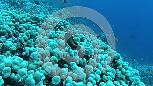 Underwater landscape, coral reef biocenosis with tropical fish against the background of blue water in the Red Sea