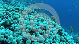 Underwater landscape, coral reef biocenosis with tropical fish against the background of blue water in the Red Sea