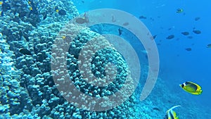 Underwater landscape, coral reef biocenosis with tropical fish against the background of blue water in the Red Sea