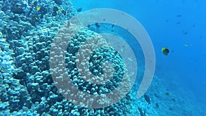 Underwater landscape, coral reef biocenosis with tropical fish against the background of blue water in the Red Sea