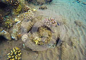 Underwater landscape with coral reef. Colorful corals diversity in tropical sea aquatory.