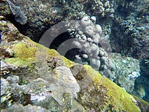 Underwater landscape with coral reef. Colorful corals diversity in tropical sea aquatory. photo
