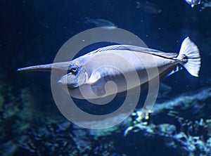 Underwater landscape with coral reef and fish.