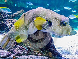 Underwater landscape with coral reef and fish. The aquarium inhabitants of the underwater world