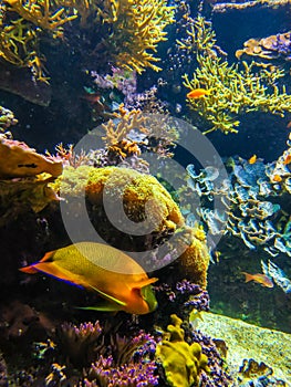 Underwater landscape with coral reef and fish. The aquarium inhabitants of the underwater world