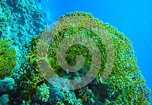 Underwater landscape, coral reef with many tropical fish of different species against