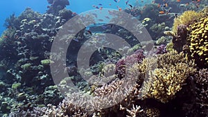 Underwater landscape of coral reef. Red Sea.