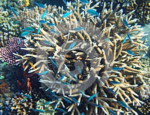 Underwater landscape with coral reef and tropical fish. Neon blue aquarium fish photo.