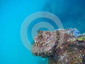 Underwater landscape with coral wall and deep blue sea water. Seaweeds on underwater stone. Corals on cliff undersea