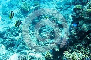 Underwater landscape, corals