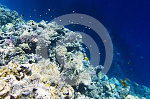 Underwater landscape with corals