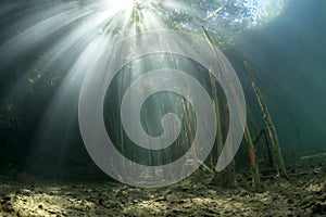 Underwater landscape with reed Typha