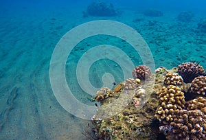 Underwater landscape with sand and coral reef. Blue clean water of tropical sea.