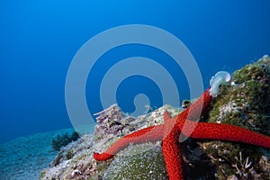 Underwater Landscape with star fish