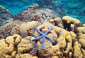 Underwater landscape with starfish. Coral undersea photo. Seashore texture.