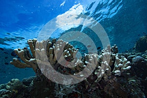 Underwater Landscape Tropical Coral Reef Bunaken Indonesia