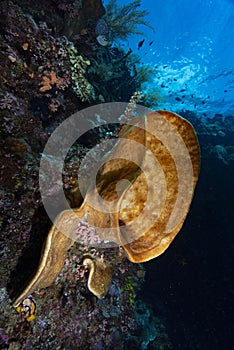 Underwater Landscape Tropical Coral Reef Bunaken Indonesia