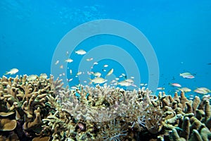 Underwater Landscape Tropical Coral Reefs
