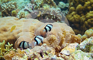 Underwater landscape with tropical fish. Black and white striped dascillus in coral reef. Coral fish family closeup.