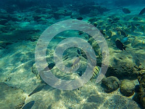 Underwater landscape with tropical fish in blue sea water. Coral fish school. Tropical seaside with coral and animal