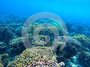 Underwater landscape with tropical fish and coral reef. Coral garden in blue seawater. Marine animal in wild nature