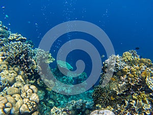 Underwater landscape with tropical fish and coral reef. Coral wall and deep blue abyss. Marine animal in wild nature