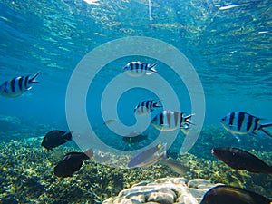 Underwater landscape. Tropical fish Dascillus in blue seawater undersea photo.