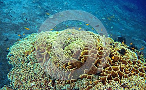 Underwater landscape with tropical fish school. Coral undersea photo.