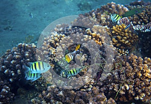 Underwater landscape with tropical fish. Undersea view photo. Fauna and flora of tropical shore.