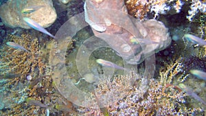 Underwater landscape of the tropical sea, fish and corals of different color