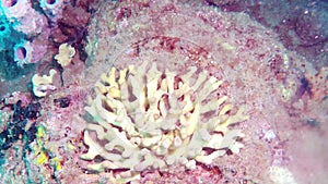 Underwater landscape of the tropical sea, fish and corals of different color