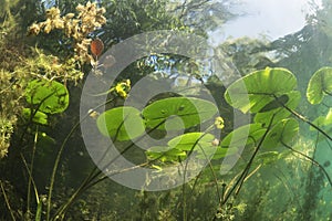 Underwater landscape Water lily nuphar lutea photo