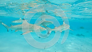 UNDERWATER: Large blacktip sharks roam around the shallow water near sandy beach