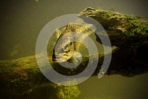 Underwater largemouth bass fish