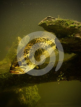 Underwater largemouth bass fish