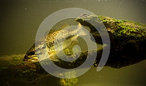 Underwater largemouth bass fish