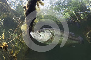 Underwater Largemouth Bass Micropterus salmoides