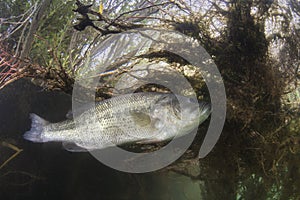 underwater Largemouth Bass Micropterus salmoides