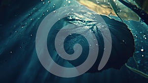 Underwater Leaf Surrounded by Bubbles and Rays of Light in Nature