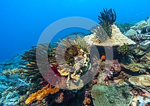 Underwater, Lembeh Strait,Indonesia