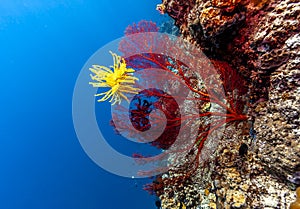 Underwater, Lembeh Strait,Indonesia