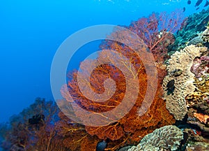 Underwater, Lembeh Strait,Indonesia