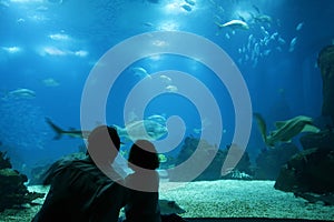 Underwater life at aquarium