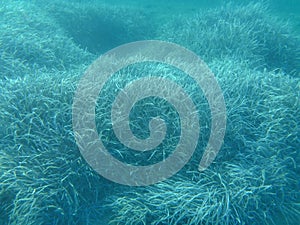 Underwater life - aquatic plant carpet in Kolona double bay Kythnos island Cyclades Greece, Aegean sea.