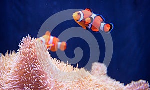 Underwater Life Clownfish