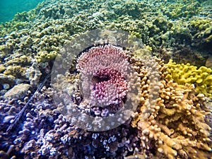 Underwater life. Colorful Coral Reef in Koror, Palau Islands. Pristine Paradise.