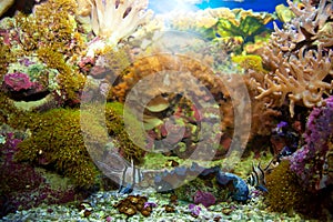 Underwater life. Coral reef, fish.